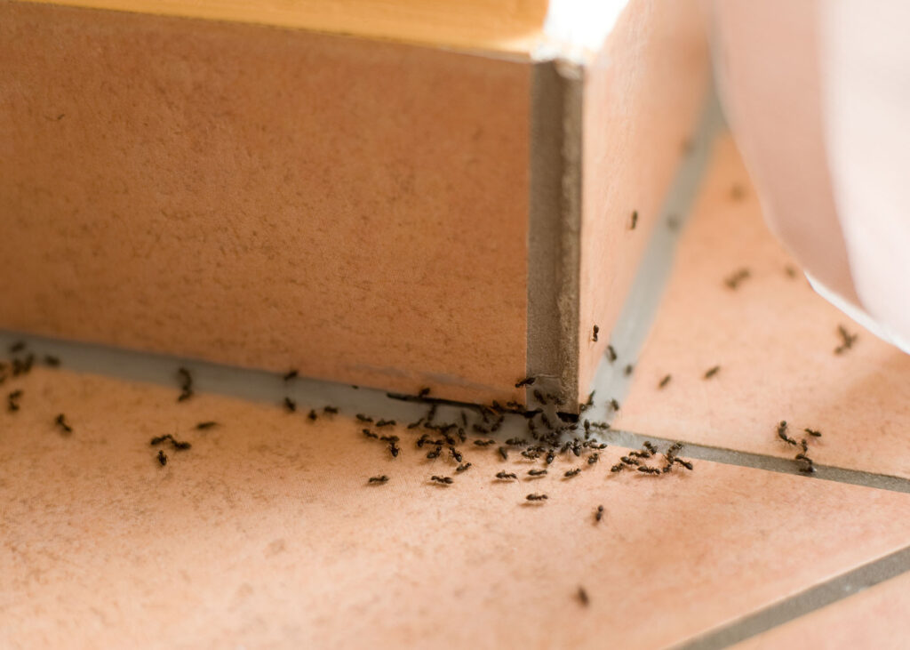 Ant Control Services in Nairobi