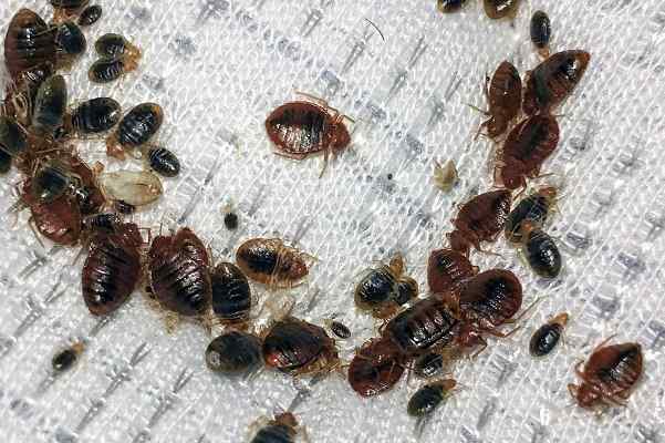 Bed Bug Control & Treatment Services in Nairobi