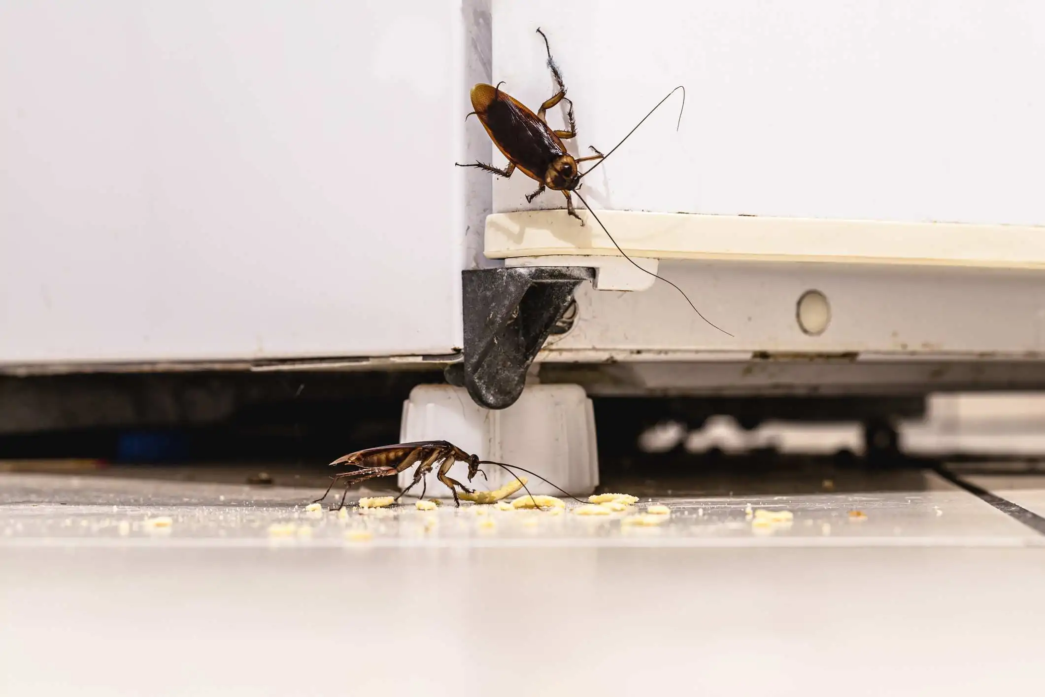 Cockroach Control Services In Nairobi
