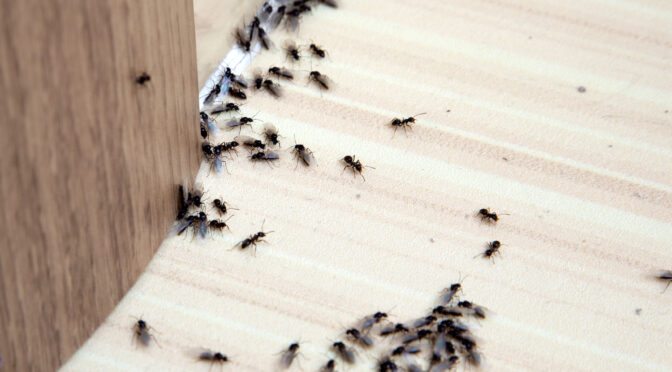 Our Ant Control Solutions