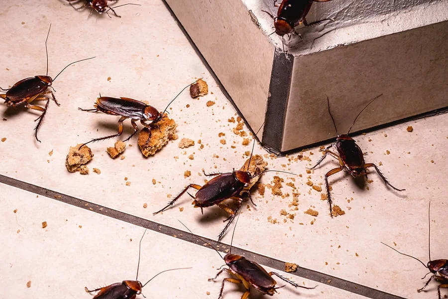 Professional Cockroach Control Services in Nairobi