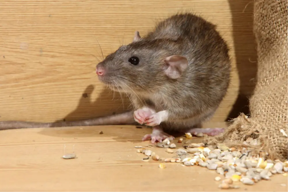 Rodent Control Solutions We Offer