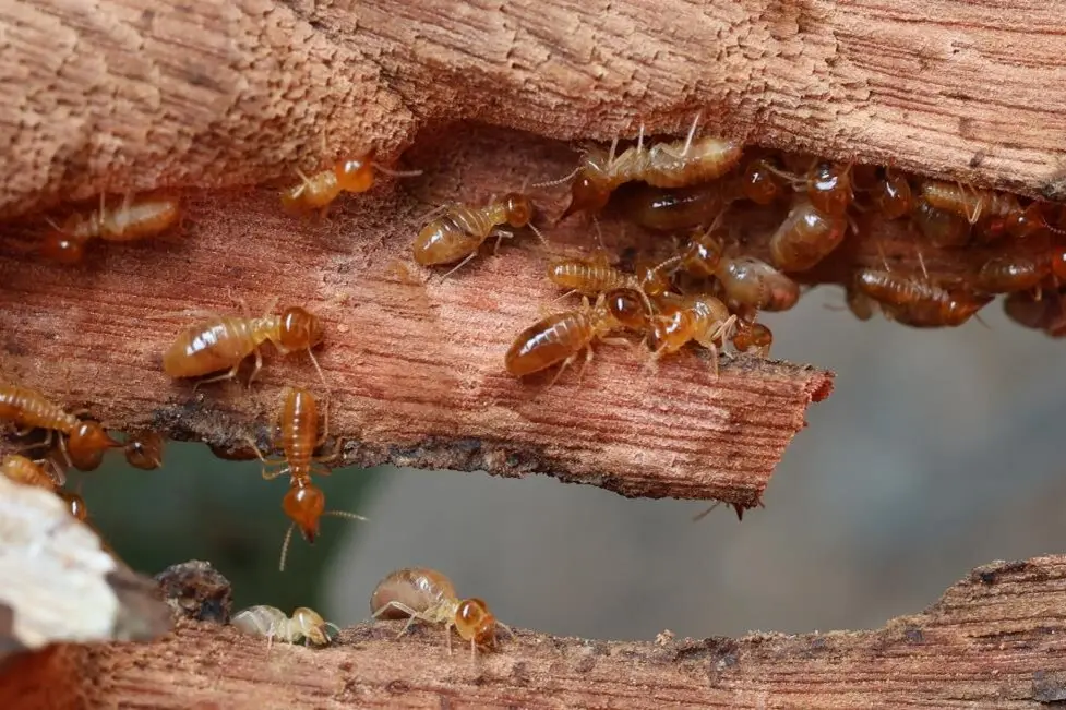 Termite Control Cost in Nairobi