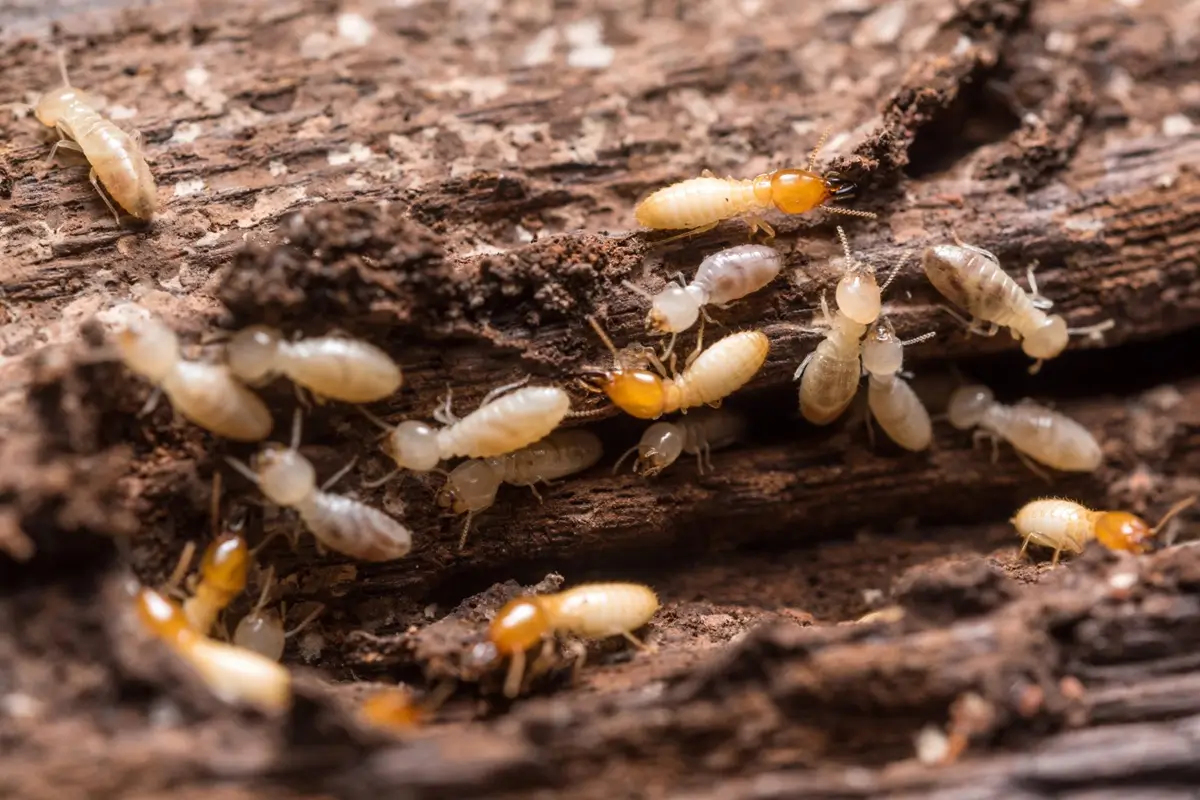 Termite Control Services in Nairobi