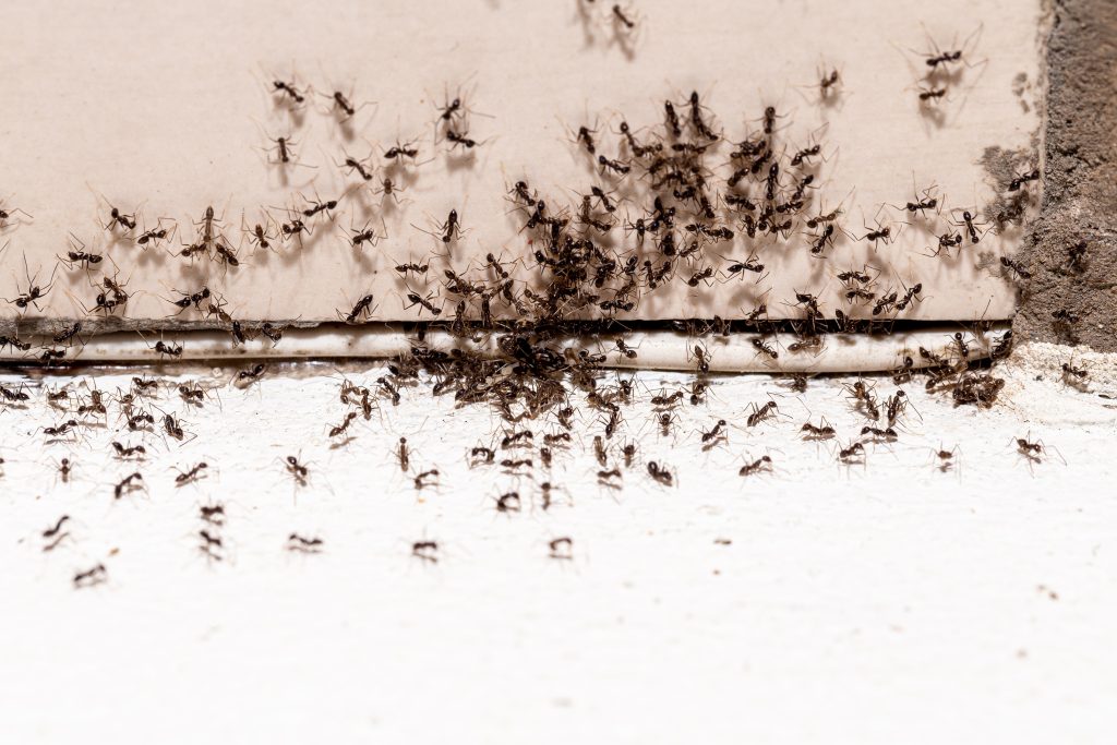 Why Ants Keep Coming Back
